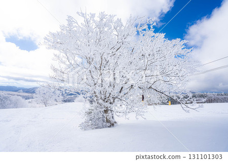 [Winter material] Silvery frost landscape [Nagano Prefecture] 131101303
