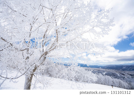 [Winter material] Silvery frost landscape [Nagano Prefecture] 131101312