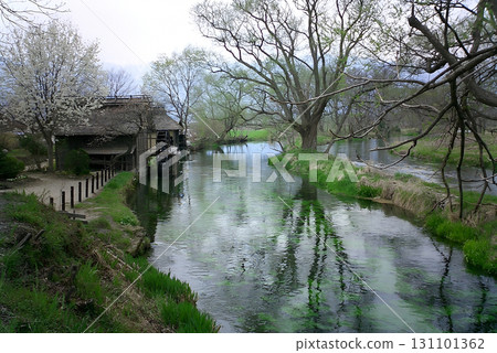 Pure stream / Early spring scenery of a clear stream with a watermill (image of the original Japanese countryside) Pure stream / Early spring scenery of a clear stream with a watermill (image of the original Japanese countryside) 131101362