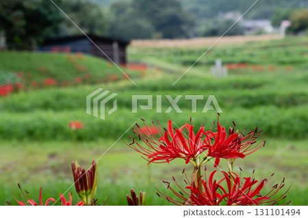 Cluster amaryllis and rural scenery in Hyuga, Isehara City Cluster amaryllis and rural scenery in Hyuga, Isehara City 131101494