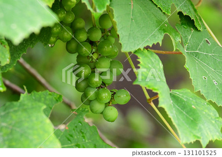 Wild Grapes 131101525