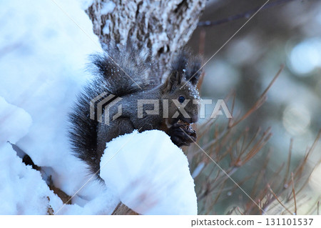 Ezoris在雪地裡吃核桃 131101537