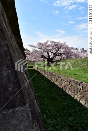 五稜郭石牆與老櫻花樹 五稜郭石牆與老櫻花樹 131101555