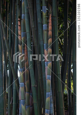 Close Up of Colorful Bamboo Stalks Close Up of Colorful Bamboo Stalks 131101598
