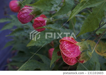 Vibrant Abutilon Flowers in Bloom 131101603