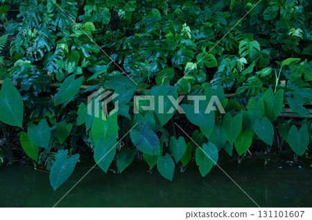 Lush Tropical Foliage in Forest Setting Lush Tropical Foliage in Forest Setting 131101607