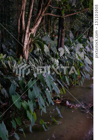 Lush Tropical Forest with Water Stream Lush Tropical Forest with Water Stream 131101608
