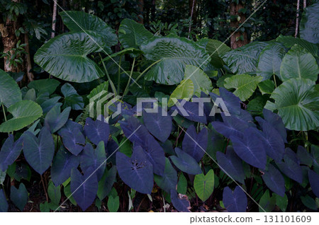 Lush Tropical Foliage in Forest Setting 131101609
