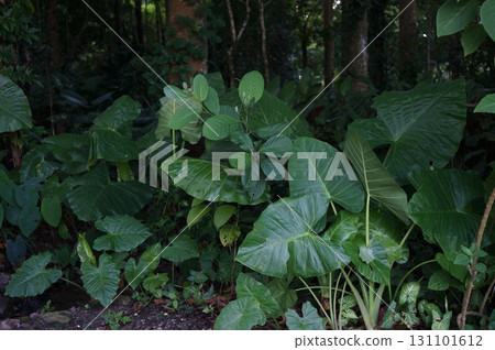 Lush Tropical Foliage in Forest Setting 131101612