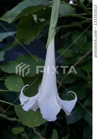 White trumpet flower hanging from green foliage 131101613