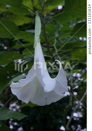 White trumpet flower hanging from green foliage 131101614