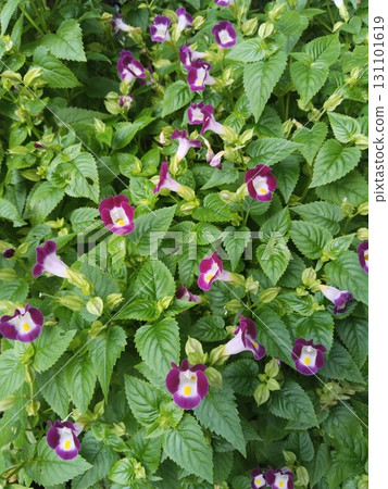 A close up of vibrant purple and white flowers blooming amidst lush green leaves. A close up of vibrant purple and white flowers blooming amidst lush green leaves. 131101619