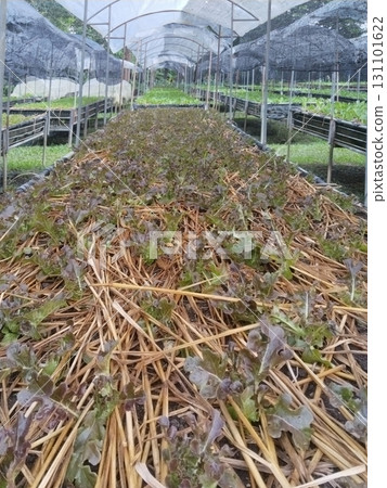 Young Lettuce Plants in Greenhouse with Straw Mulch Young Lettuce Plants in Greenhouse with Straw Mulch 131101622