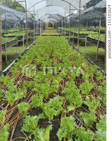 Lettuce Growing in Greenhouse with Straw Mulch 131101624