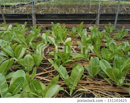 Lettuce Growing in Greenhouse with Straw Mulch 131101625