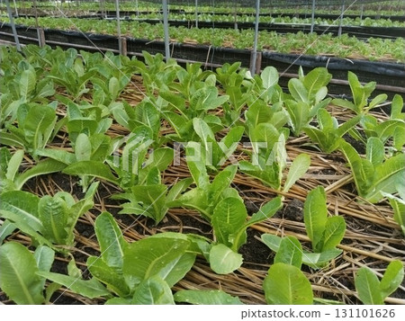 Lettuce Growing in Greenhouse with Straw Mulch 131101626