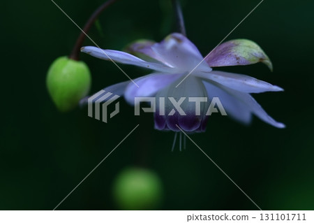 掛在森林裡的燈 掛在森林裡的燈 131101711