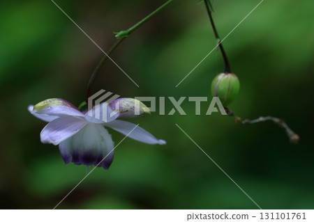 Lamps hanging in the forest 131101761