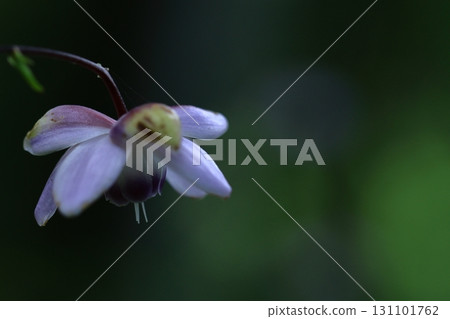 掛在森林裡的燈 131101762