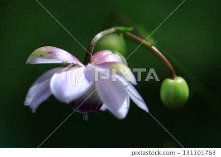 掛在森林裡的燈 131101763