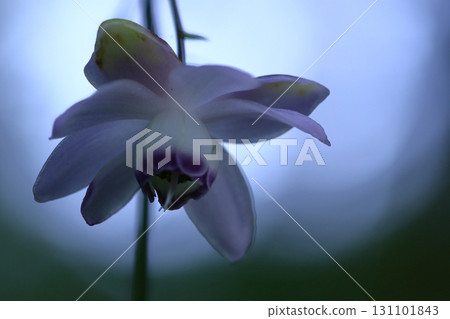 掛在森林裡的燈 131101843