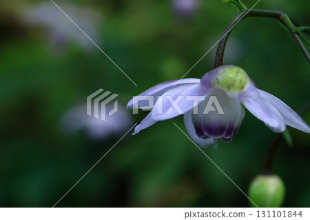Lamps hanging in the forest 131101844