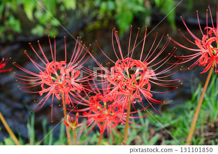 隨波逐流綻放的石蒜花 隨波逐流綻放的石蒜花 131101850