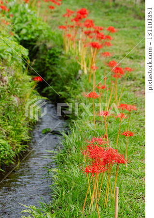 紅色的蜘蛛百合和綠樹中的小溪 131101851