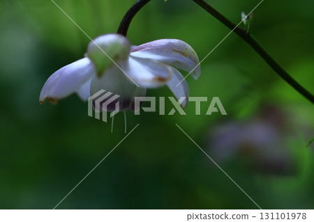 Lamps hanging in the forest 131101978
