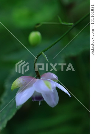 Lamps hanging in the forest 131101981