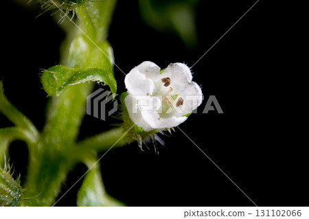 White flowers of green shiso White flowers of green shiso 131102066