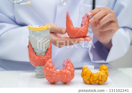 Hyperthyroidism, Overactive Thyroid, Thyroid Lymphoma, Asian doctor with thyroid gland human anatomy model in hospital. 131102241