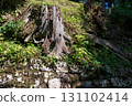 Old stumps 131102414