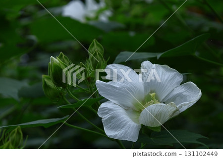 Flowers that symbolize the beauty of Japan 131102449