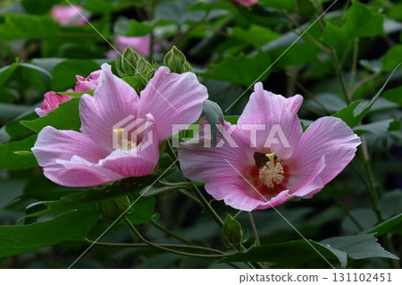 Flowers that symbolize the beauty of Japan 131102451