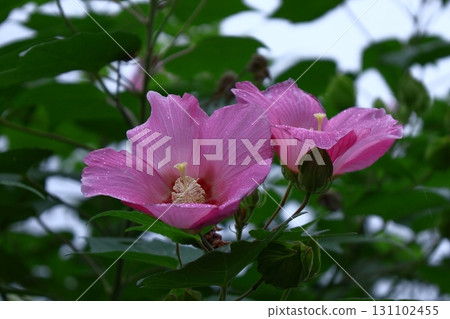 Flowers that symbolize the beauty of Japan 131102455