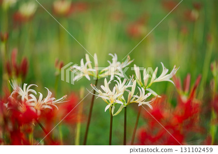 白色蜘蛛百合和紅色蜘蛛百合的對比 131102459