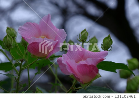 Flowers that symbolize the beauty of Japan 131102461