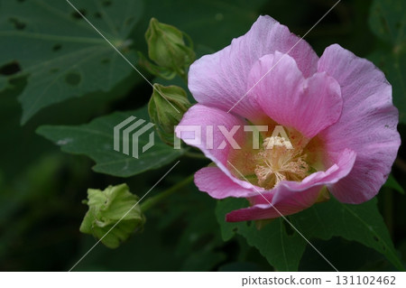 Flowers that symbolize the beauty of Japan 131102462