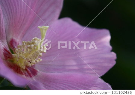 Flowers that symbolize the beauty of Japan Flowers that symbolize the beauty of Japan 131102486