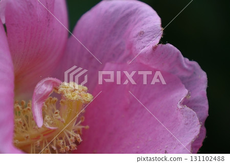 Flowers that symbolize the beauty of Japan 131102488