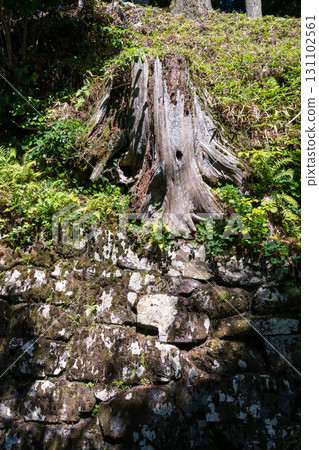 老樹樁 131102561