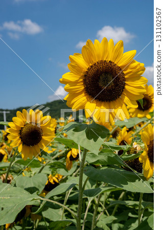 Sunflower Sunflower 131102567