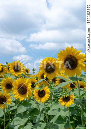 Sunflower Sunflower 131102572