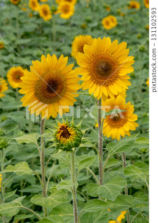 向日葵 向日葵 131102593