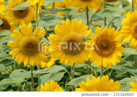 Sunflower 131102603