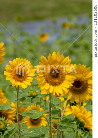 Sunflower 131102606
