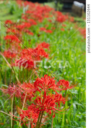 一排排紅花與深秋的風景 131102644