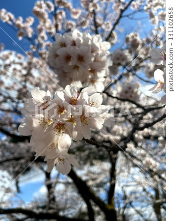 櫻花 131102658