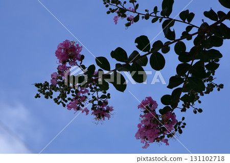 Shines in the blue sky in midsummer Shines in the blue sky in midsummer 131102718